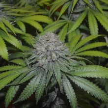 LA Confidential fem - DNA Genetics