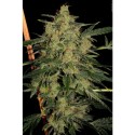 Nebula II CBD fem - Paradise Seeds