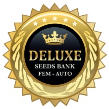 Northern X fem - Deluxe Seeds
