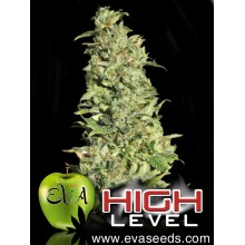 High Level - Eva Seeds