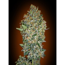 Cheese Berry - 00 Seeds