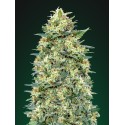 Auto White Widow - 00 Seeds - Renovación de Stock