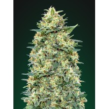 Auto White Widow - 00 Seeds - Renovación de Stock