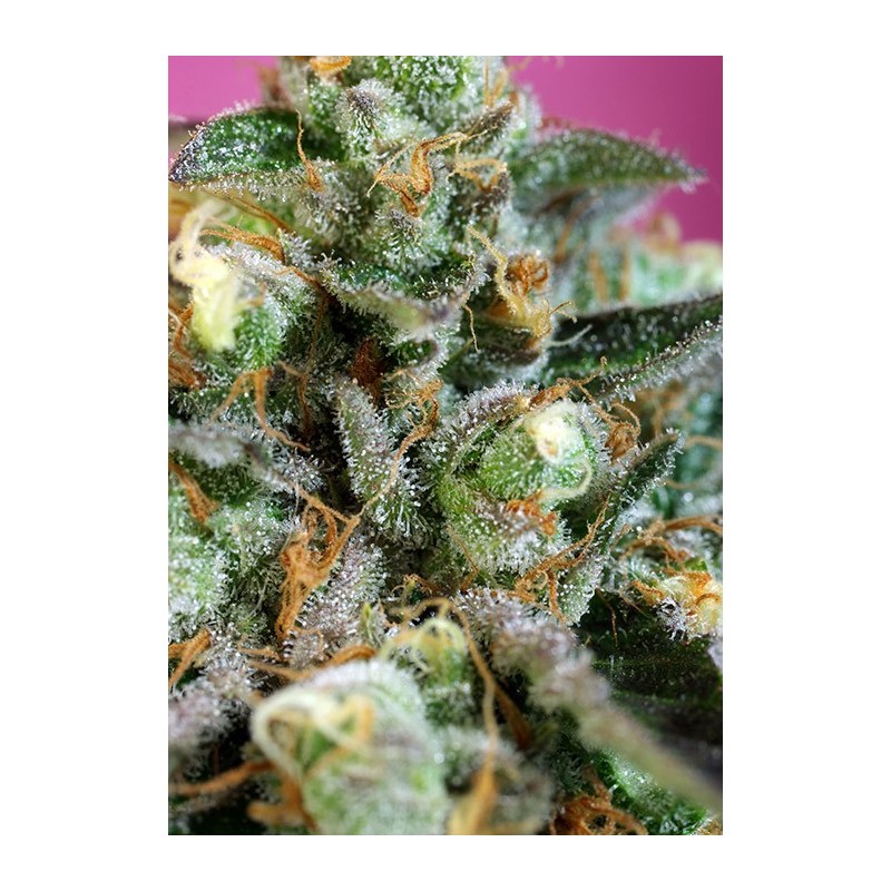 Sweet Nurse auto CBD - Sweet Seeds