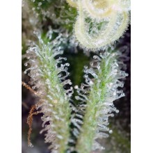 Auto Sweet Nurse CBD - Sweet Seeds - Stock Renewal