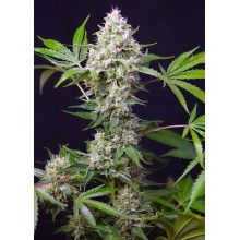 Blow Mind auto - Sweet Seeds