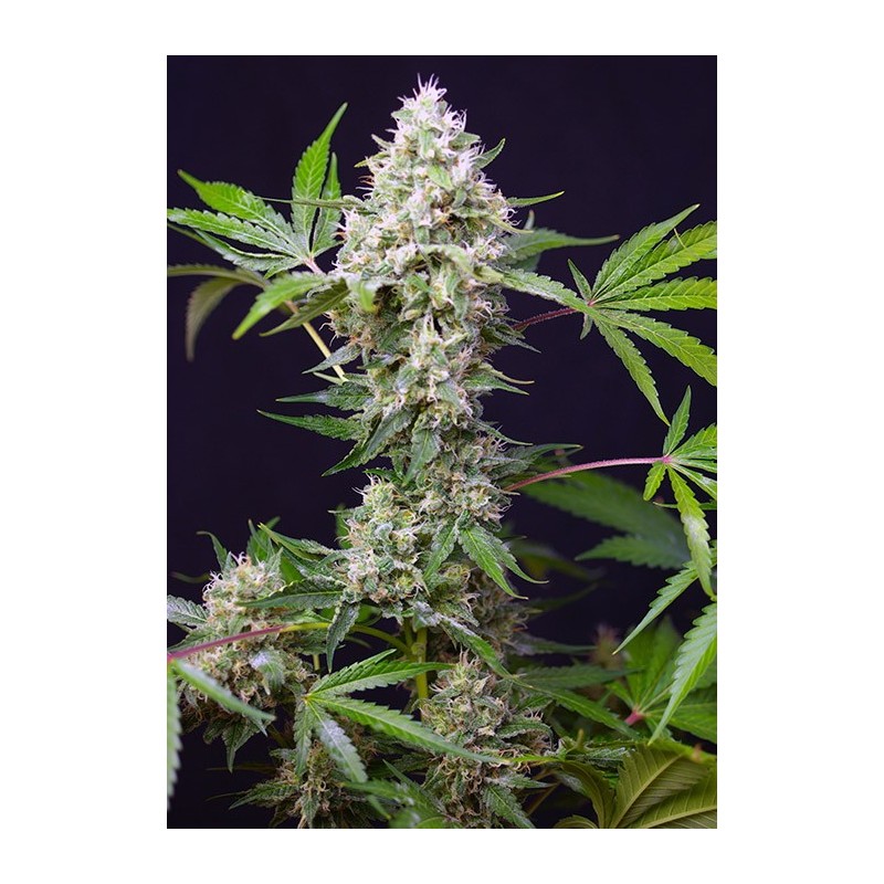 Blow Mind auto - Sweet Seeds