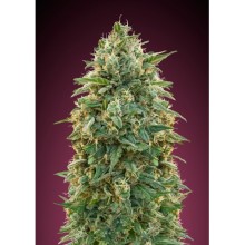 Amnesia - Advanced Seeds