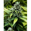 Early Widow - Advanced Seeds - Stock Renewal