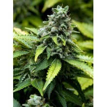 Early Widow - Advanced Seeds - Renovación de Stock