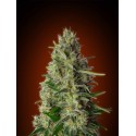 Kali 47 - Advanced Seeds - Stock Renewal