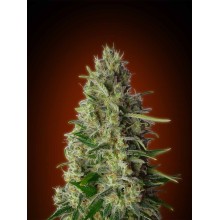 Kali 47 - Advanced Seeds - Stock Renewal