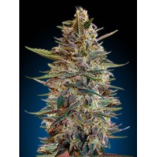 Auto Blue Diesel - Advanced Seeds - Stock renewal