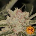 Bad Azz Kush - Barney's Farm - Stock Renewal