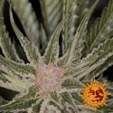 Bad Azz Kush - Barney's Farm - Stock Renewal