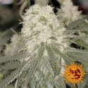 Bad Azz Kush - Barney's Farm - Stock Renewal