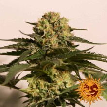 CBD Critical Cure - Barney's Farm - Renovación de Stock