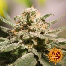 CBD Critical Cure - Barney's Farm - Renovación de Stock