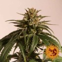 CBD Critical Cure - Barney's Farm - Renovación de Stock