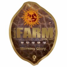 Morning Glory - Barney's Farm - Renovación de Stock