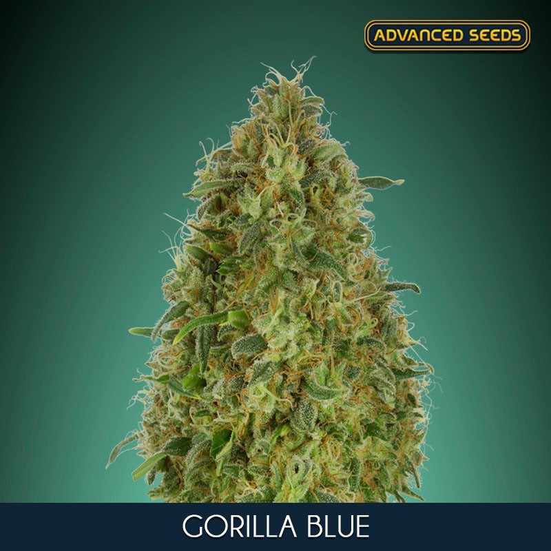Gorilla Blue fem - Advanced Seeds