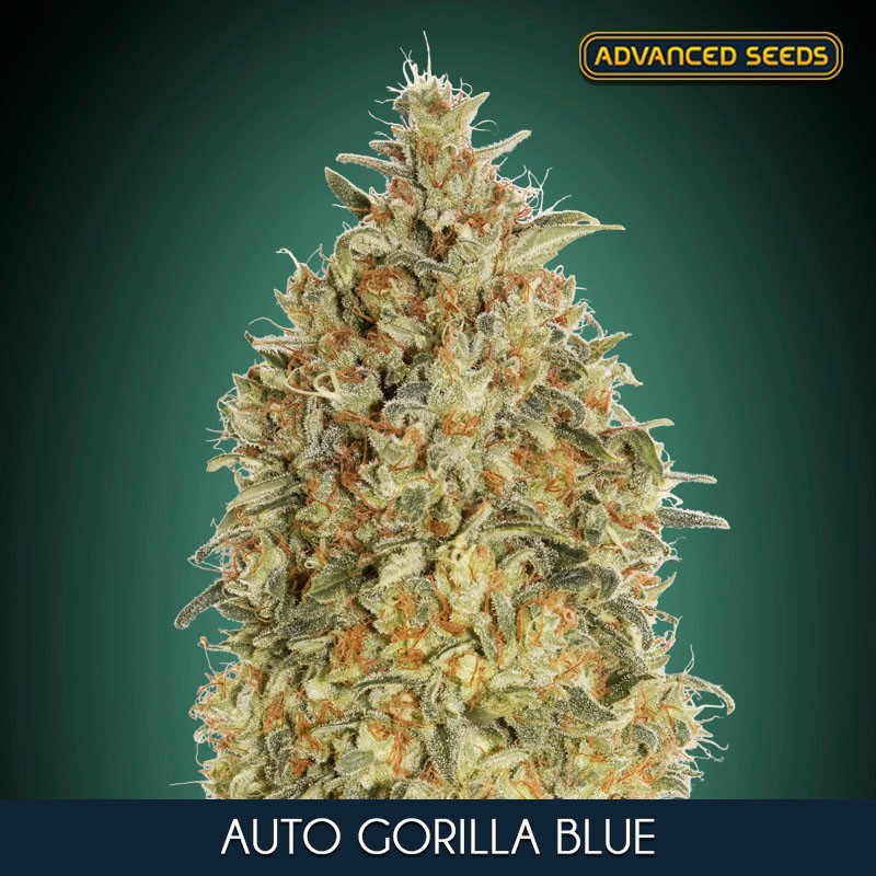 Gorilla Blue auto - Advanced Seeds
