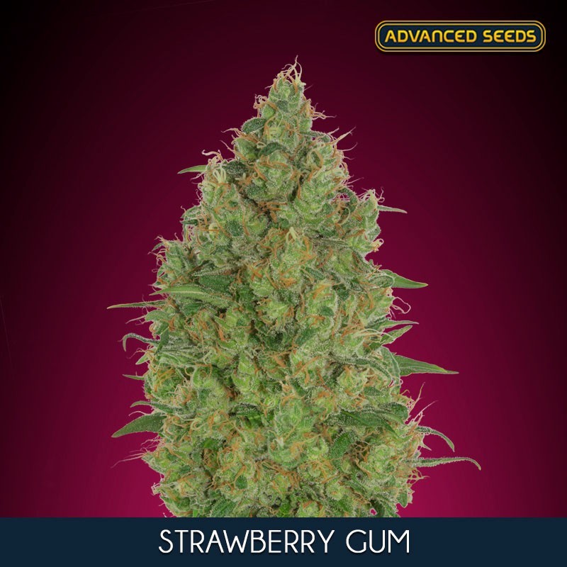 Strawberry Gum fem - Advanced Seeds