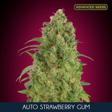Auto Strawberry Gum - Advanced Seeds