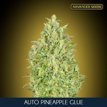 Pineapple Glue auto - Advanced Seeds