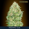 Pineapple Glue fem - Advanced Seeds