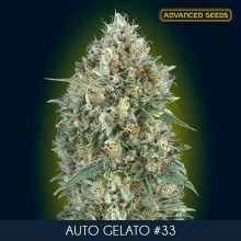 Gelato 33 auto - Advanced Seeds