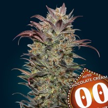 Auto Chocolate Cream - 00 Seeds -  - Renovación de Stock