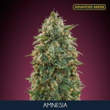Amnesia fem - Advanced Seeds