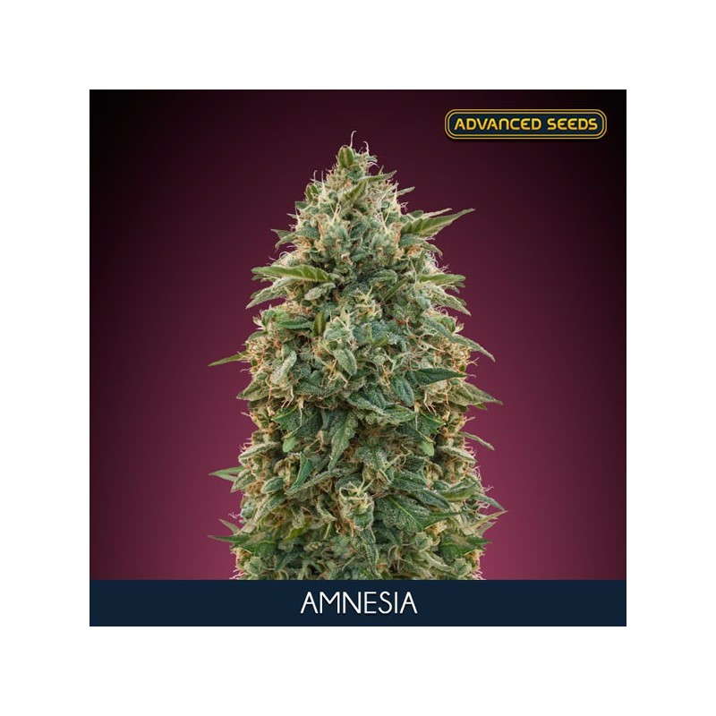 Amnesia fem - Advanced Seeds