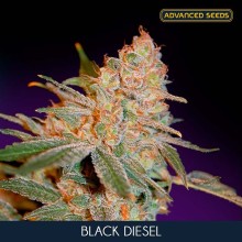 Black Diesel fem - Advanced Seeds - Renovación de Stock