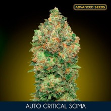 Critical Soma auto - Advanced Seeds