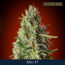 Kali 47 fem - Advanced Seeds
