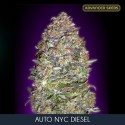 NYC Diesel auto - Advanced Seeds - Renovación de Stock