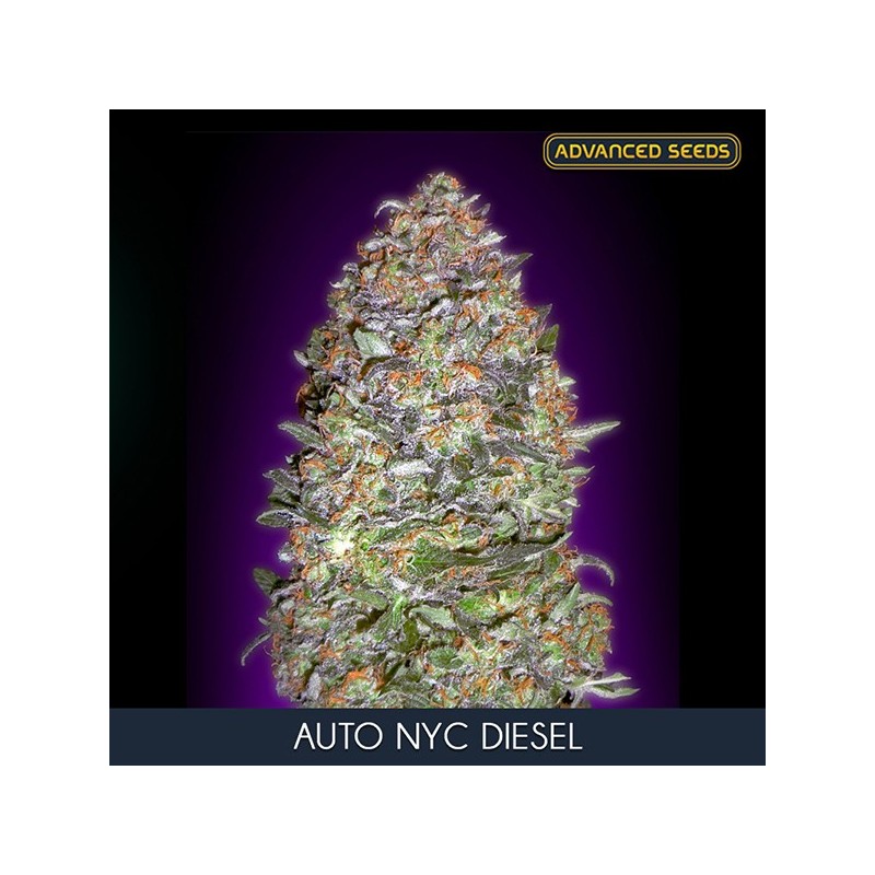NYC Diesel auto - Advanced Seeds - Renovación de Stock