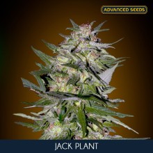 Jack Plant fem - Advanced Seeds