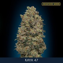 Kaya 47 fem - Advanced Seeds