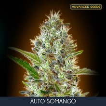 Auto Somango - Advanced Seeds