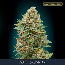 Skunk 47 auto - Advanced Seeds