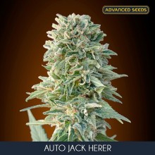 Auto Jack Herer - Advanced Seeds