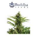 Vesta auto - Buddha Seeds