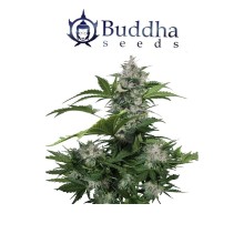 White Dwarf auto - Buddha Seeds