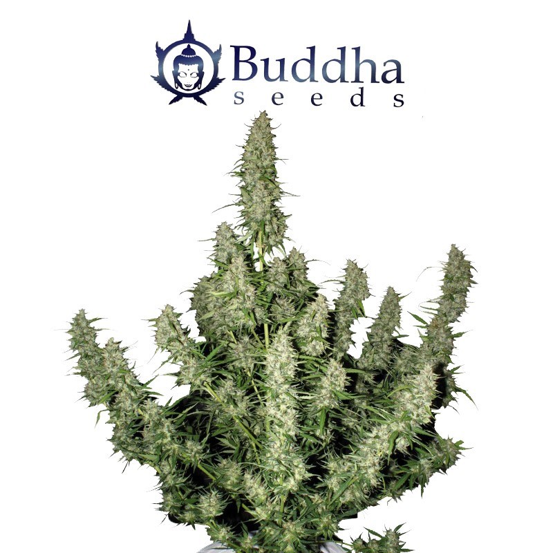 Magnum auto - Buddha Seeds