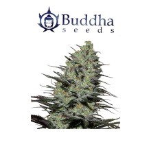 Morpheus CBD fem - Buddha Seeds