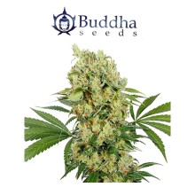 Medikit CBD fem - Buddha Seeds