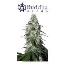 Pulsar fem - Buddha Seeds